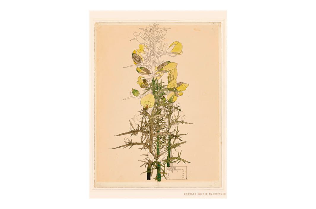 Loewe charles rennie mackintosh best sale