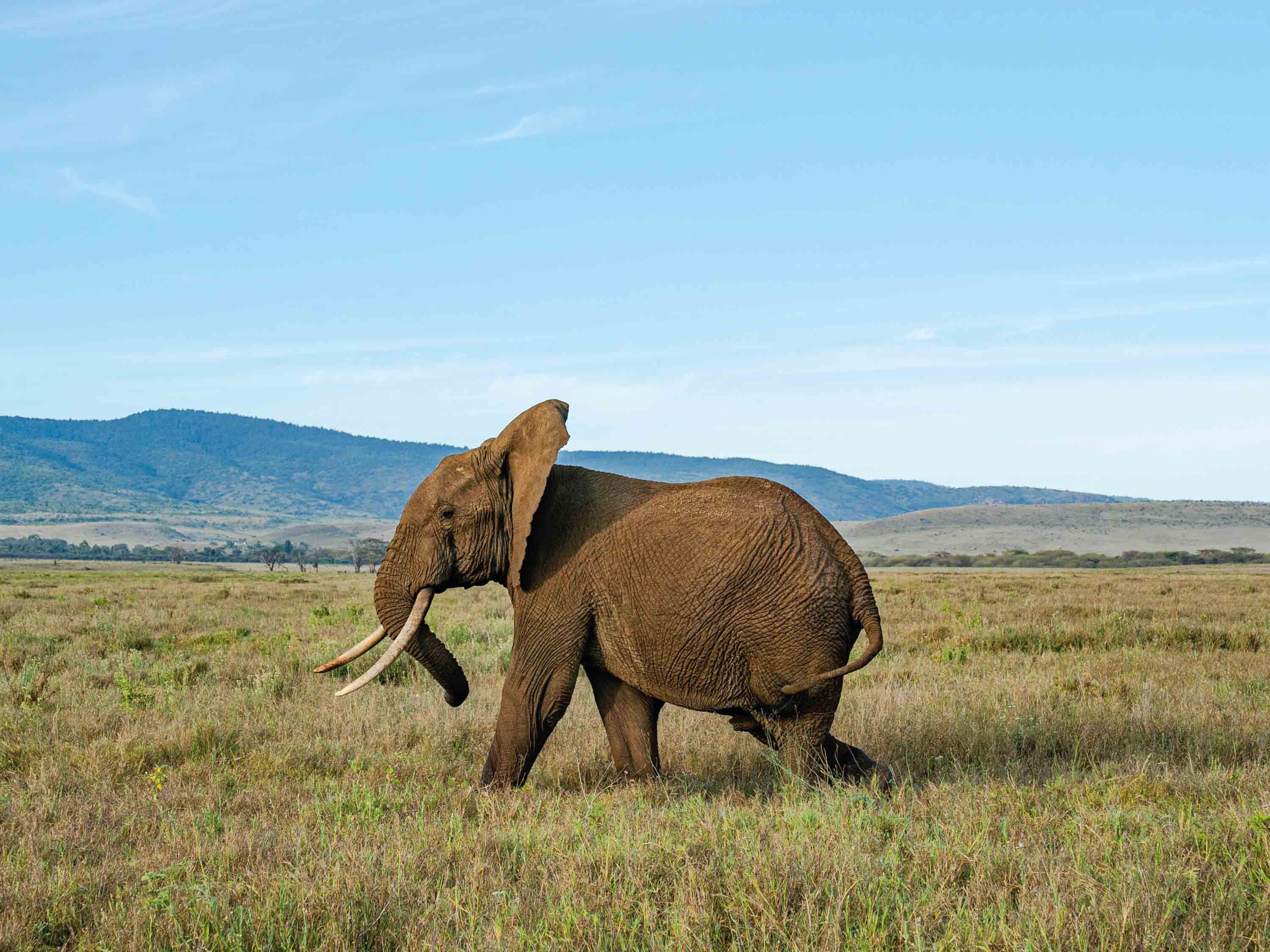 loewe flying elephant