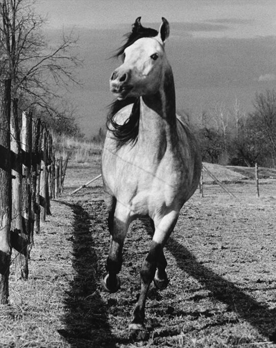 Running Horse (Toward Camera) by Peter Hujar