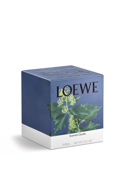 LOEWE Large Ivy candle 淺粉紅 plp_rd