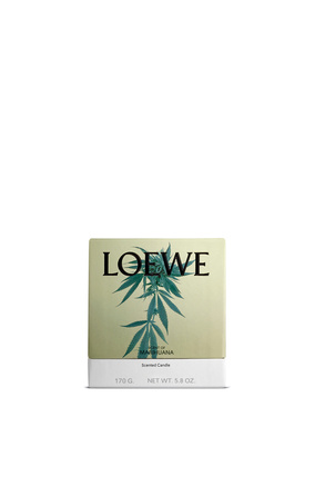 LOEWE Vela Scent of Marihuana Verde Oscuro
