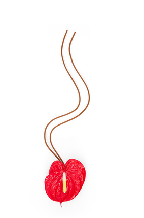 LOEWE Anthurium charm in resin Red