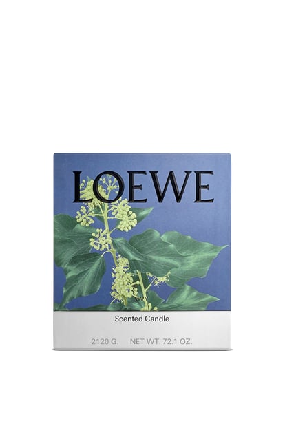 LOEWE Large Ivy candle 淺粉紅 plp_rd